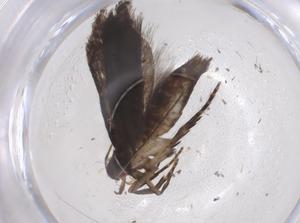  ( - CBG-A42914-C05)  @11 [ ] CreativeCommons - Attribution Share - Alike (2024) Centre for Biodiversity Genomics Centre for Biodiversity Genomics