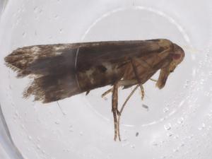  ( - CBG-A42914-D09)  @11 [ ] CreativeCommons - Attribution Share - Alike (2024) Centre for Biodiversity Genomics Centre for Biodiversity Genomics