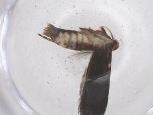  ( - CBG-A42914-E02)  @11 [ ] CreativeCommons - Attribution Share - Alike (2024) Centre for Biodiversity Genomics Centre for Biodiversity Genomics