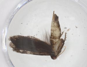  ( - CBG-A42915-A03)  @11 [ ] CreativeCommons - Attribution Share - Alike (2024) Centre for Biodiversity Genomics Centre for Biodiversity Genomics