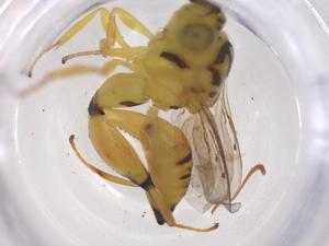  ( - CBG-A42917-D12)  @11 [ ] CreativeCommons - Attribution Share - Alike (2024) Centre for Biodiversity Genomics Centre for Biodiversity Genomics