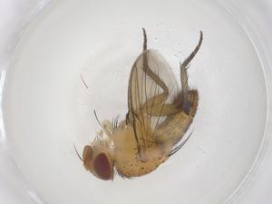  ( - CBG-A42923-A03)  @11 [ ] CreativeCommons - Attribution Share - Alike (2024) Centre for Biodiversity Genomics Centre for Biodiversity Genomics