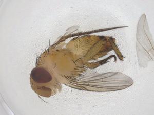  ( - CBG-A42923-D11)  @11 [ ] CreativeCommons - Attribution Share - Alike (2024) Centre for Biodiversity Genomics Centre for Biodiversity Genomics