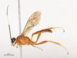  ( - CBG-A44309-A09)  @11 [ ] CreativeCommons - Attribution Share - Alike (2024) CBG Photography Group Centre for Biodiversity Genomics