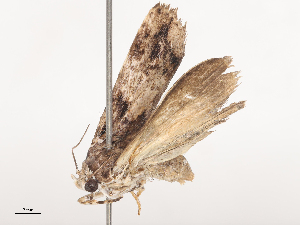  ( - CBG-A44310-E05)  @11 [ ] CreativeCommons - Attribution Share - Alike (2024) CBG Photography Group Centre for Biodiversity Genomics