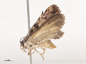  ( - CBG-A44310-F03)  @11 [ ] CreativeCommons - Attribution Share - Alike (2024) CBG Photography Group Centre for Biodiversity Genomics