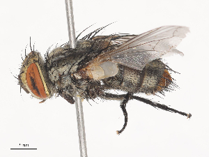  (Drino rhoeoDHJ04 - CBG-A44311-B09)  @11 [ ] CreativeCommons - Attribution Share - Alike (2024) CBG Photography Group Centre for Biodiversity Genomics
