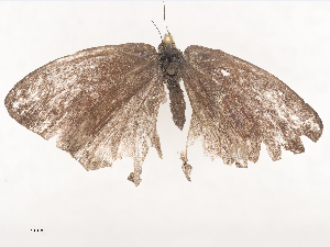  ( - CBG-A44312-D02)  @11 [ ] CreativeCommons - Attribution Share - Alike (2024) CBG Photography Group Centre for Biodiversity Genomics