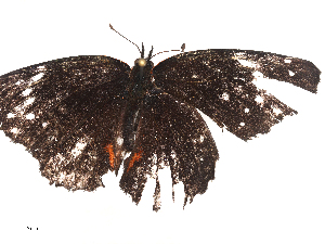  ( - CBG-A44312-D12)  @11 [ ] CreativeCommons - Attribution Share - Alike (2024) CBG Photography Group Centre for Biodiversity Genomics