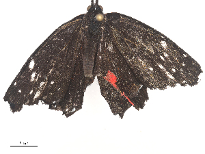  ( - CBG-A44312-E01)  @11 [ ] CreativeCommons - Attribution Share - Alike (2024) CBG Photography Group Centre for Biodiversity Genomics