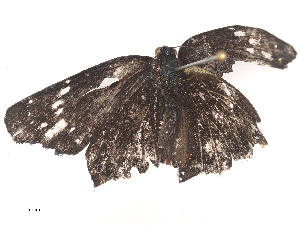  ( - CBG-A44312-E06)  @11 [ ] CreativeCommons - Attribution Share - Alike (2024) CBG Photography Group Centre for Biodiversity Genomics