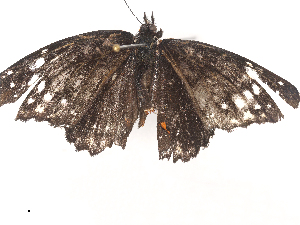  ( - CBG-A44312-E07)  @11 [ ] CreativeCommons - Attribution Share - Alike (2024) CBG Photography Group Centre for Biodiversity Genomics