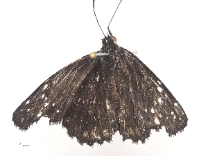  ( - CBG-A44312-E08)  @11 [ ] CreativeCommons - Attribution Share - Alike (2024) CBG Photography Group Centre for Biodiversity Genomics