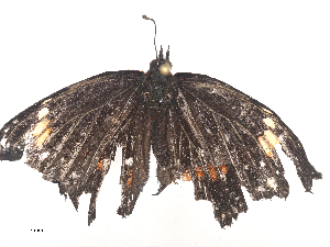  ( - CBG-A44312-E09)  @11 [ ] CreativeCommons - Attribution Share - Alike (2024) CBG Photography Group Centre for Biodiversity Genomics