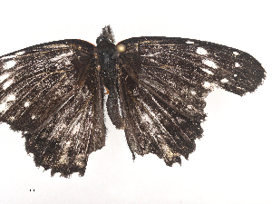  ( - CBG-A44312-E11)  @11 [ ] CreativeCommons - Attribution Share - Alike (2024) CBG Photography Group Centre for Biodiversity Genomics