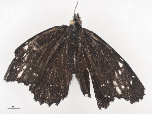  ( - CBG-A44312-E12)  @11 [ ] CreativeCommons - Attribution Share - Alike (2024) CBG Photography Group Centre for Biodiversity Genomics