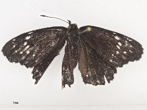  ( - CBG-A44312-F01)  @11 [ ] CreativeCommons - Attribution Share - Alike (2024) CBG Photography Group Centre for Biodiversity Genomics