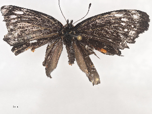  ( - CBG-A44312-F03)  @11 [ ] CreativeCommons - Attribution Share - Alike (2024) CBG Photography Group Centre for Biodiversity Genomics