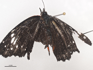  ( - CBG-A44312-F04)  @11 [ ] CreativeCommons - Attribution Share - Alike (2024) CBG Photography Group Centre for Biodiversity Genomics