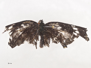  ( - CBG-A44312-F05)  @11 [ ] CreativeCommons - Attribution Share - Alike (2024) CBG Photography Group Centre for Biodiversity Genomics