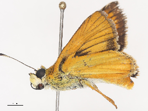  (hespMalaise01 - CBG-A44312-F12)  @11 [ ] CreativeCommons - Attribution Share - Alike (2024) CBG Photography Group Centre for Biodiversity Genomics