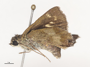  (hespMalaise01 Malaise5388 - CBG-A44312-G01)  @11 [ ] CreativeCommons - Attribution Share - Alike (2024) CBG Photography Group Centre for Biodiversity Genomics