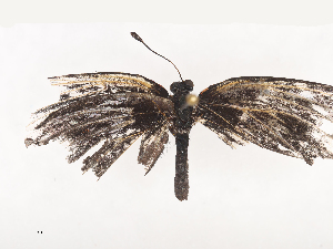  ( - CBG-A44369-D01)  @11 [ ] CreativeCommons - Attribution Share - Alike (2024) CBG Photography Group Centre for Biodiversity Genomics