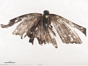  ( - CBG-A44369-G03)  @11 [ ] CreativeCommons - Attribution Share - Alike (2024) CBG Photography Group Centre for Biodiversity Genomics