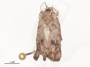  ( - CBG-A44377-D07)  @11 [ ] CreativeCommons - Attribution Share - Alike (2024) CBG Photography Group Centre for Biodiversity Genomics