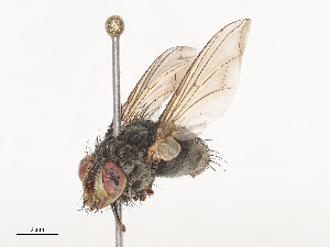  ( - CBG-A44377-E03)  @11 [ ] CreativeCommons - Attribution Share - Alike (2024) CBG Photography Group Centre for Biodiversity Genomics