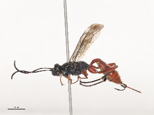  ( - CBG-A44377-F06)  @11 [ ] CreativeCommons - Attribution Share - Alike (2024) CBG Photography Group Centre for Biodiversity Genomics