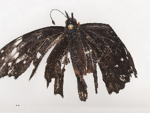  ( - CBG-A44377-G06)  @11 [ ] CreativeCommons - Attribution Share - Alike (2024) CBG Photography Group Centre for Biodiversity Genomics