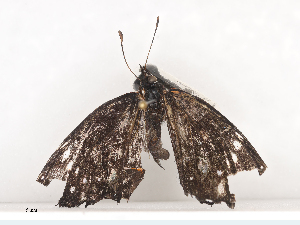  ( - CBG-A44377-H03)  @11 [ ] CreativeCommons - Attribution Share - Alike (2024) CBG Photography Group Centre for Biodiversity Genomics