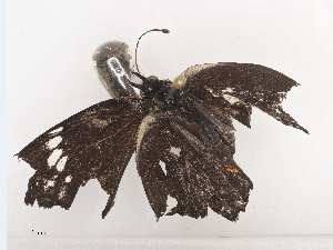  ( - CBG-A44377-H04)  @11 [ ] CreativeCommons - Attribution Share - Alike (2024) CBG Photography Group Centre for Biodiversity Genomics