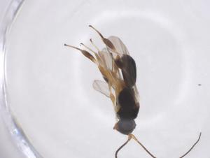  ( - CBG-A41573-D08)  @11 [ ] CreativeCommons - Attribution Share - Alike (2024) Centre for Biodiversity Genomics Centre for Biodiversity Genomics