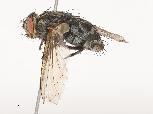  ( - CBG-A41781-F07)  @11 [ ] CreativeCommons - Attribution Share - Alike (2024) CBG Photography Group Centre for Biodiversity Genomics