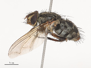  ( - CBG-A41782-E01)  @11 [ ] CreativeCommons - Attribution Share - Alike (2024) CBG Photography Group Centre for Biodiversity Genomics