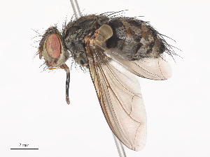  ( - CBG-A41782-F11)  @11 [ ] CreativeCommons - Attribution Share - Alike (2024) CBG Photography Group Centre for Biodiversity Genomics