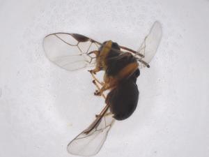 (Triaspis Malaise5195 - CBG-A41391-D03)  @11 [ ] CreativeCommons - Attribution Share - Alike (2024) Centre for Biodiversity Genomics Centre for Biodiversity Genomics