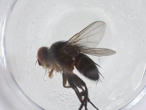  ( - CBG-A41401-C11)  @11 [ ] CreativeCommons - Attribution Share - Alike (2024) Centre for Biodiversity Genomics Centre for Biodiversity Genomics