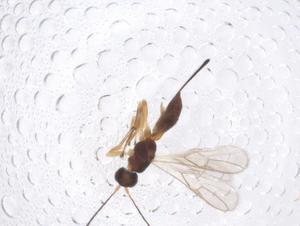  ( - CBG-A42876-H05)  @11 [ ] CreativeCommons - Attribution Share - Alike (2024) Centre for Biodiversity Genomics Centre for Biodiversity Genomics