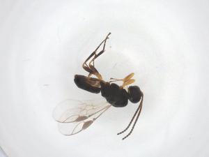  (Triaspis Malaise2848 - CBG-A42877-B04)  @11 [ ] CreativeCommons - Attribution Share - Alike (2024) Centre for Biodiversity Genomics Centre for Biodiversity Genomics