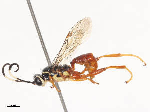  ( - CBG-A44307-C07)  @11 [ ] CreativeCommons - Attribution Share - Alike (2024) CBG Photography Group Centre for Biodiversity Genomics