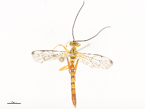  ( - CBG-A44307-D02)  @11 [ ] CreativeCommons - Attribution Share - Alike (2024) CBG Photography Group Centre for Biodiversity Genomics