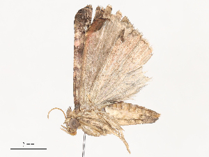  ( - CBG-A44308-A10)  @11 [ ] CreativeCommons - Attribution Share - Alike (2024) CBG Photography Group Centre for Biodiversity Genomics