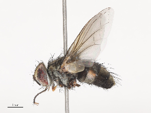  ( - CBG-A44308-E11)  @11 [ ] CreativeCommons - Attribution Share - Alike (2024) CBG Photography Group Centre for Biodiversity Genomics