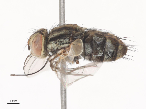  ( - CBG-A41783-D10)  @11 [ ] CreativeCommons - Attribution Share - Alike (2024) CBG Photography Group Centre for Biodiversity Genomics