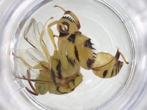  (chalMalaise01 Malaise7438 - CBG-A43268-A12)  @11 [ ] CreativeCommons - Attribution Share - Alike (2024) Centre for Biodiversity Genomics Centre for Biodiversity Genomics