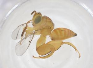  ( - CBG-A43270-C07)  @11 [ ] CreativeCommons - Attribution Share - Alike (2024) Centre for Biodiversity Genomics Centre for Biodiversity Genomics