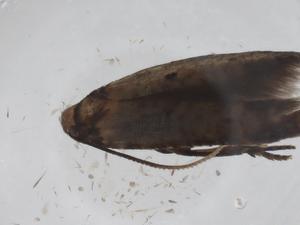  ( - CBG-A43312-E06)  @11 [ ] CreativeCommons - Attribution Share - Alike (2024) Centre for Biodiversity Genomics Centre for Biodiversity Genomics